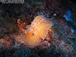 Porto Pino foto subacquee - 2010 - Un nudibranco grande e poco diffuso: il doride argo (Platydoris argo)  
