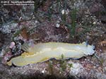 Porto Pino foto subacquee - 2011 - Nudibranco Hypselodoris picta, circa 7 cm  