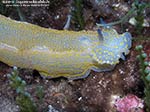 Porto Pino foto subacquee - 2011 - Nudibranco Hypselodoris picta, circa 7 cm  