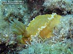 Porto Pino foto subacquee - 2011 - Nudibranco Hypselodoris picta, circa 7 cm  