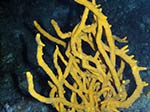 Porto Pino foto subacquee - 2011 - Spugna Axinella ramificata, in profondit&agrave;