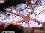 Porto Pino foto subacquee - 2011 - Ofiura (Ophioderma longicauda), dai movimenti velocissimi