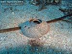 Porto Pino foto subacquee - 2011 - Fragile spirale di sabbia e muco prodotta da un grosso gasteropode