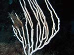 Porto Pino foto subacquee - 2011 - Gorgonia bianca (Eunicella singularis), alquanto rara nella zona