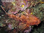 Porto Pino foto subacquee - 2012 - Grosso scorfano rosso (Scorpaena scrofa)