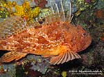 Porto Pino foto subacquee - 2012 - Grosso scorfano rosso (Scorpaena scrofa)