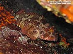 Porto Pino foto subacquee - 2012 - Piccolo scorfano nero (Scorpaena porcus)