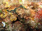 Porto Pino foto subacquee - 2012 - Proboscide a T del verme Bonellia (Bonellia viridis)