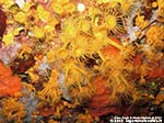 Porto Pino foto subacquee - 2012 - Margherite di mare (Parazoanthus axinellae) presso la Secca di Cala Piombo