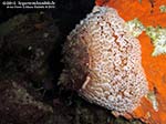 Porto Pino foto subacquee - 2012 - Nudibranco Umbraculum (Umbraculum mediterraneum), di grosse dimensioni, non facile da incontrare