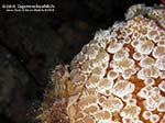 Porto Pino foto subacquee - 2012 - Dettaglio del corpo del grosso nudibranco Umbraculum (Umbraculum mediterraneum)