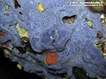 Porto Pino foto subacquee - 2012 - Spugna incrostante azzurra (Phorbas tenacior)