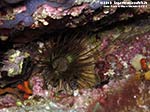 Porto Pino foto subacquee - 2012 - Cerianto (Cerianthus membranaceus) nel suo tubo membranaceo