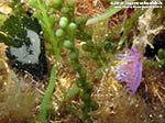 Porto Pino foto subacquee - 2012 - Nudibranco Flabellina affinis