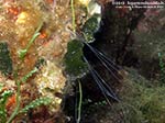 Porto Pino foto subacquee - 2012 - Sottili tentacoli violacei del verme spirocheta terebellide