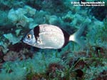 Porto Pino foto subacquee - 2012 - Sarago fasciato (Diplodus vulgaris), estremamente comune