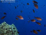 Porto Pino foto subacquee - 2012 - Castagnole (Chromis chromis) nel blu