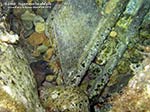 Porto Pino foto subacquee - 2012 - Piccola murena vicino ad un residuato di esercitazioni militari metallico