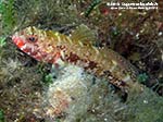 Porto Pino foto subacquee - 2012 - Ghiozzo boccarossa (Gobius cruentatus)