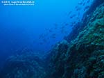 Porto Pino foto subacquee - 2012 - Immenso branco di saraghi a Cala Galera