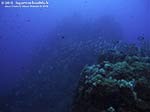 Porto Pino foto subacquee - 2012 - Immenso branco di saraghi a Cala Galera