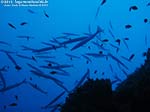 Porto Pino foto subacquee - 2012 - Barracuda del Mediterraneo (Sphyraena viridensis) a Cala Galera