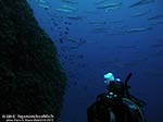 Porto Pino foto subacquee - 2012 - Barracuda del Mediterraneo (Sphyraena viridensis) a Cala Galera