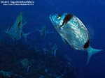 Porto Pino foto subacquee - 2012 - Sarago fasciato (Diplodus vulgaris)