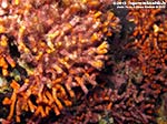 Porto Pino foto subacquee - 2012 - Falso corallo (Myriapora truncata)