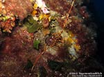 Porto Pino foto subacquee - 2012 - Aragosta (Palinurus vulgaris)