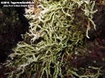 Porto Pino foto subacquee - 2012 - Serpulide o Salmacina (Salmacina dysteri) o Filograna implexa [?]