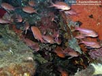 Porto Pino foto subacquee - 2012 - Castagnole rosse (Anthias anthias)