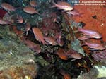 Porto Pino foto subacquee - 2012 - Castagnole rosse (Anthias anthias)