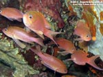 Porto Pino foto subacquee - 2012 - Castagnole rosse (Anthias anthias)