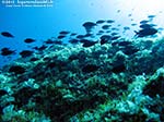 Porto Pino foto subacquee - 2012 - Castagnole (Chromis Chromis)