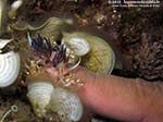 Porto Pino foto subacquee - 2012 - Nudibranco Cratena peregrina