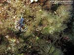 Porto Pino foto subacquee - 2012 - Nudibranco Cratena peregrina 