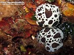 Porto Pino foto subacquee - 2012 - Due nudibranchi Vacchetta di mare (Discodoris atromaculata) 