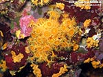 Porto Pino foto subacquee - 2012 - Margherite di mare (Parazoanthus axinellae) 