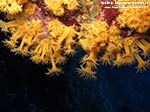 Porto Pino foto subacquee - 2012 - Margherite di mare (Parazoanthus axinellae) 