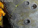 Porto Pino foto subacquee - 2012 - Ingrandimento di una spugna cacospongia (cacospongia scalaris)