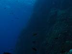 Porto Pino foto subacquee - 2012 - Parete a strapiombo di Capo Teulada