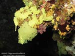 Porto Pino foto subacquee - 2012 - Spugna a rete gialla (Clathrina clathrus)