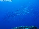 Porto Pino foto subacquee - 2012 - Barracuda del Mediterraneo (Sphyraena viridensis)