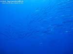 Porto Pino foto subacquee - 2012 - Barracuda del Mediterraneo (Sphyraena viridensis), secca di C.Piombo