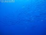 Porto Pino foto subacquee - 2012 - Barracuda del Mediterraneo (Sphyraena viridensis), secca di C.Piombo