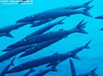 Porto Pino foto subacquee - 2012 - Barracuda del Mediterraneo (Sphyraena viridensis), secca di C.Piombo