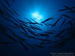 Porto Pino foto subacquee - 2012 - Barracuda del Mediterraneo (Sphyraena viridensis)