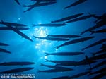 Porto Pino foto subacquee - 2012 - Barracuda del Mediterraneo (Sphyraena viridensis), secca di C.Piombo