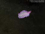 Porto Pino foto subacquee - 2012 - Verme platelminta rosa (Prostheceraeus giebrecthii) mentre nuota